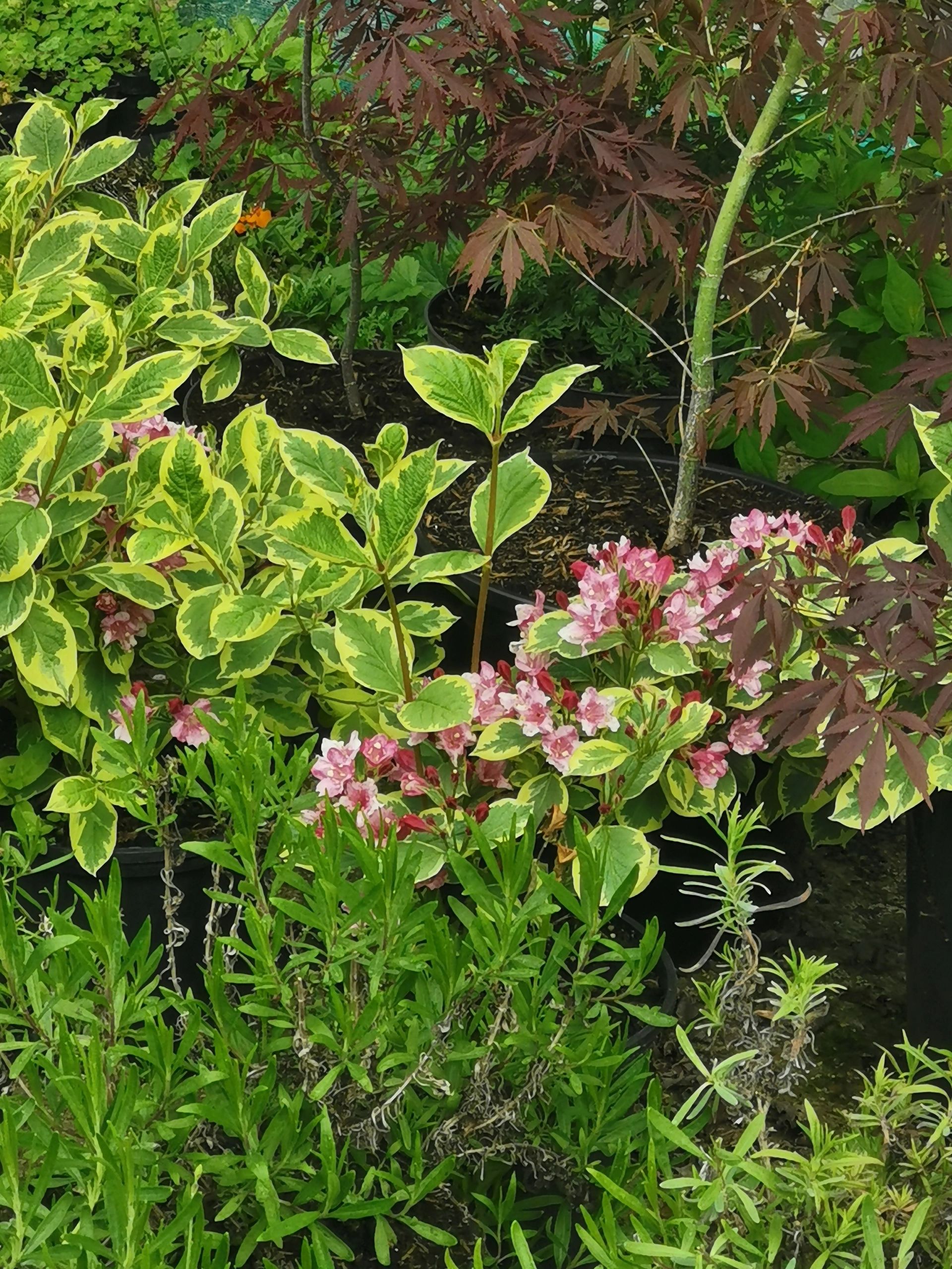 Buy Garden Plants and Shrubs Online
